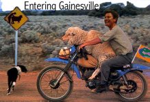 spurriersheep.jpg
